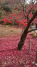 Red flowers on tree during autumn