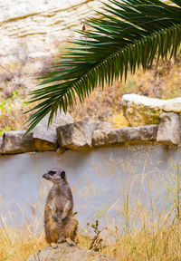 Meerkat, suricate, sitting in the nature