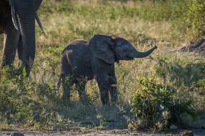 African elephant calf walking in forest with its mother