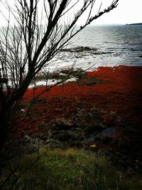 Close-up of red tree against sky