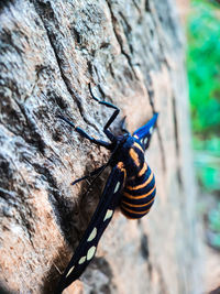 Close-up of butterfly on tree trunk