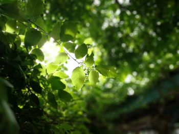 Low angle view of spider web on tree