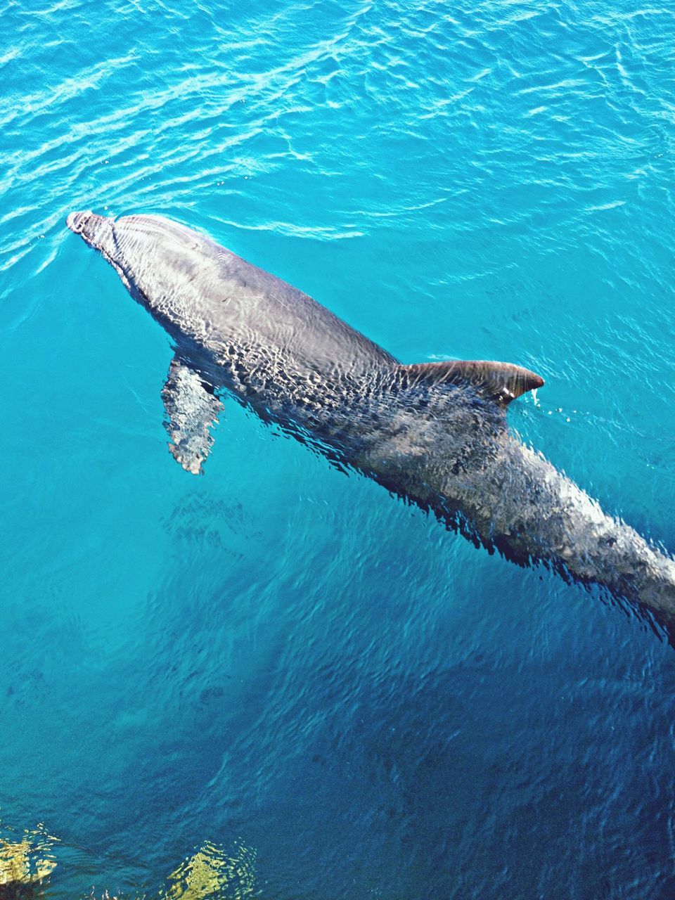 water, sea, animal themes, blue, animals in the wild, swimming, one animal, high angle view, wildlife, nature, sea life, waterfront, turquoise colored, rippled, underwater, fish, beauty in nature, undersea, tranquility, day