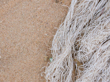 High angle view of crab on land