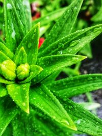 Close-up of raindrops on wet plant