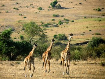 A family of giraffes walking