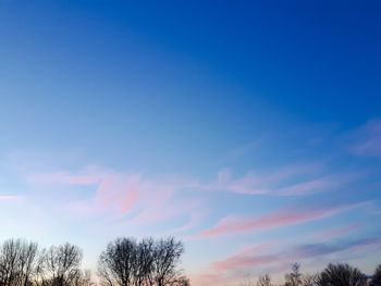 Low angle view of trees against blue sky