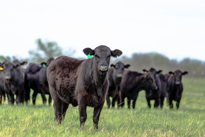  angus cattle with a heifer in focus in the foreground and the rest out of focus behind her.