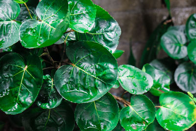 Close-up of raindrops on leaves