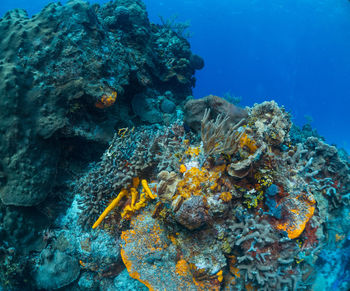 High angle view of fish in sea