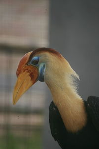 Close-up of bird