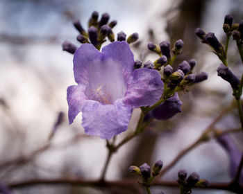 Close-up of purple flowering plant