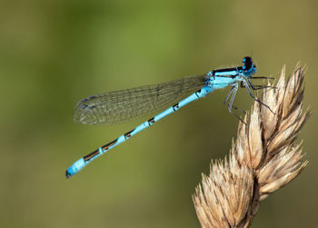 Close-up of dragonfly on twig