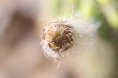 Close-up of plant