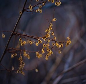 Close-up of dry leaves on tree