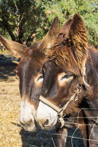 Brown catalan donkey in a beige bridle with long hair on his ears on a farm