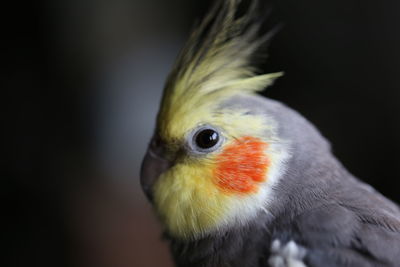 Close-up of a parrot