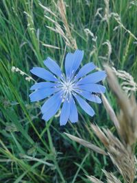 Close-up of blue flower blooming on field