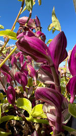 plant