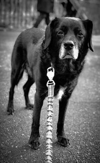 Portrait of dog standing on street in city