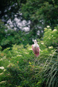 Close-up of bird on branch