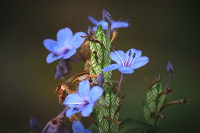 Close-up of purple flowers blooming outdoors