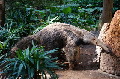 Side view of an animal in zoo