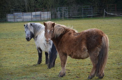 Horses in a field
