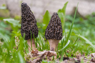 Close-up of mushroom growing on plant
