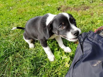 High angle view of a dog