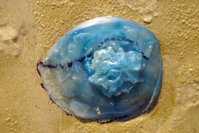 Close-up of seashells on shore