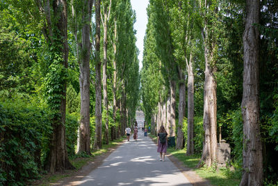 Rear view of people walking on road amidst trees in forest