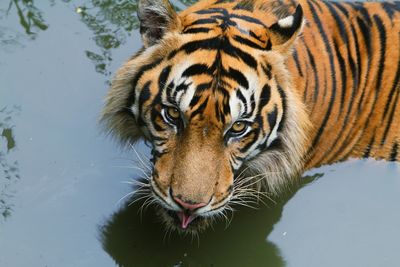 Portrait of tiger in lake