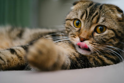 Close-up portrait of a cat