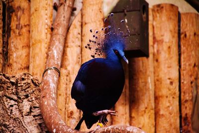 Close-up of bird perching on wood