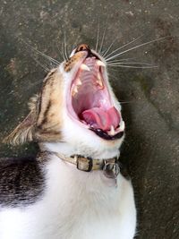 Close-up of horse yawning