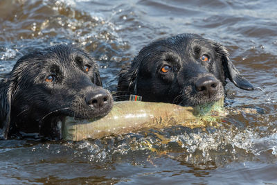 Two black labradors retrieving a training dummy together