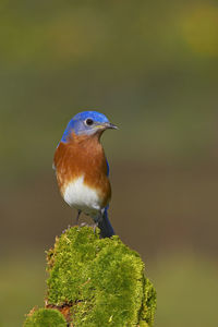 Close-up of male eastern bluebird perching on twig