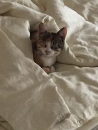 High angle view of cat resting on bed