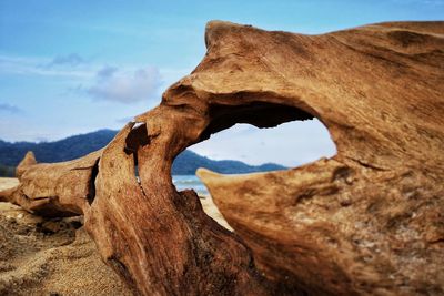 Fallen tree against sky