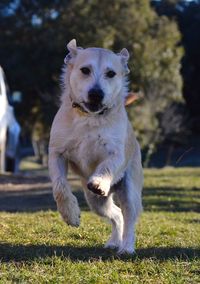 Portrait of dog on field