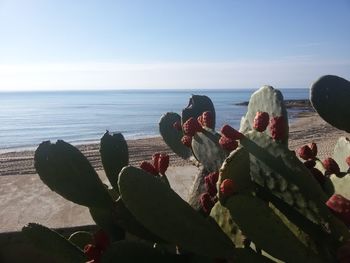 Close-up of cactus by sea against sky