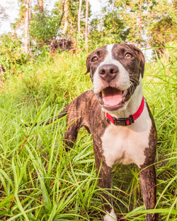 Dog sitting in grass
