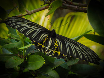 Close-up of butterfly on leaves