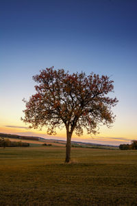 Tree on field against sky during sunset