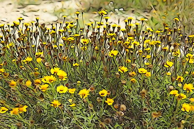 Yellow flowers blooming on field