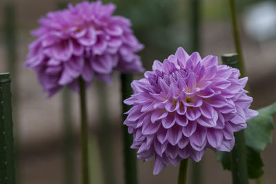 Close-up of pink dahlia flower