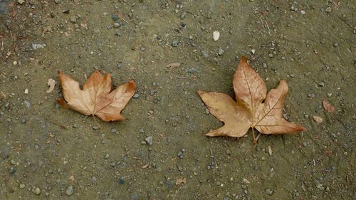 Close-up of maple leaves on ground