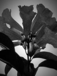Close-up of cropped object