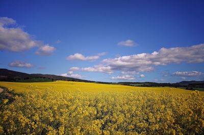 Scenic view of oilseed rape field against sky